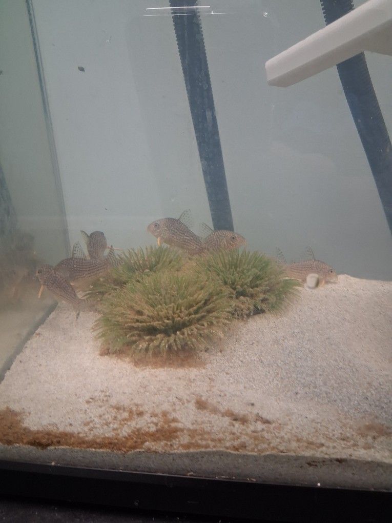 Free Fishtank Filter Fish And Supplies