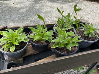 Hostas plants assorted