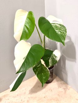 Monstera Albo Plant