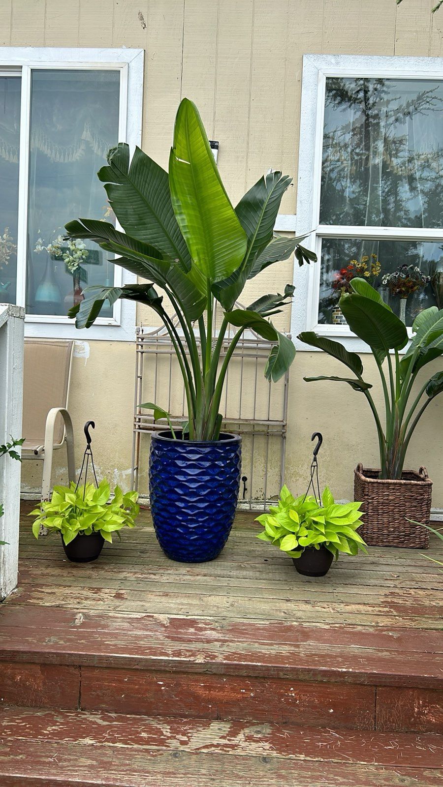 Beautiful White Bird Paradise Plants 