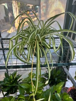 Spider Plant