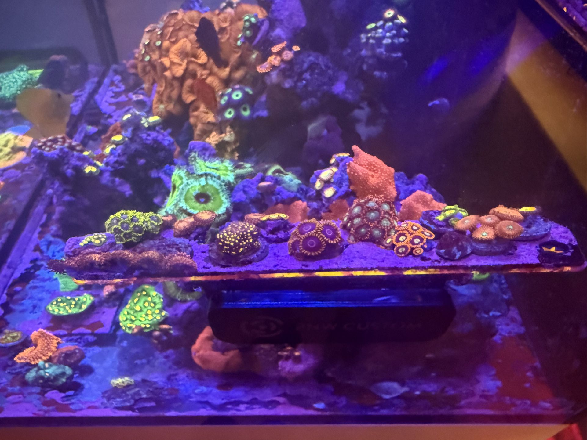 Coral Frags