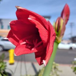 Amarilly Burgundy Plant Bluming 