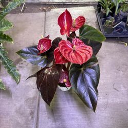 6” Anthurium Delicata 