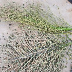 Queen Palm Tree Seeds