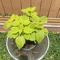 Potted Green Coleus Plant