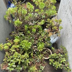 Free Succulents 