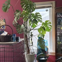 Large 4foot Mature Monstera Plant