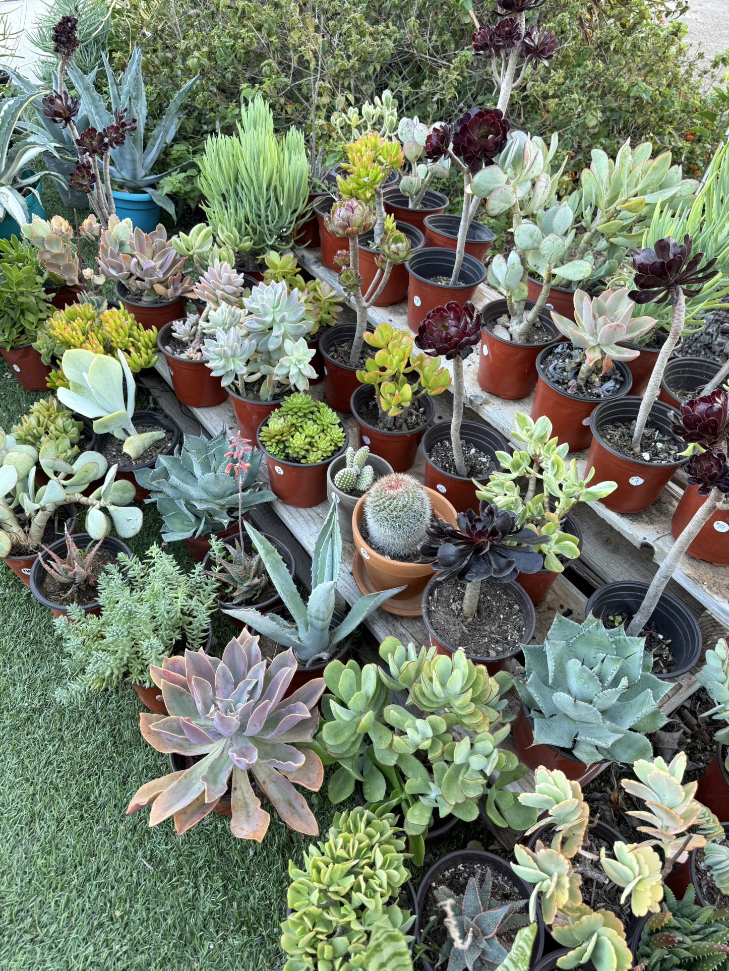 Variety Of Succulents Plants 