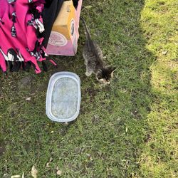 Litter