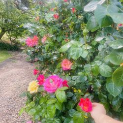 I Am Selling Flower Arrangements While They Last