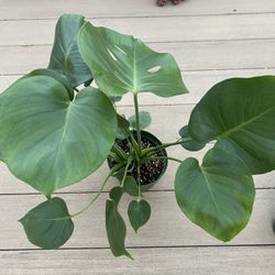 Monstera Deliciosa.  Live plant comes in 6” nursery pot. ✅ profile for more 🪴