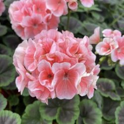 Different Color Of Geraniums And Zonale Geraniums 🪴❤️🩷🧡🤍💜