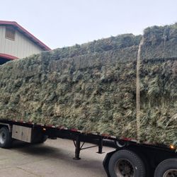 2nd Cutting Orchardgrass 