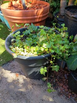 Ivy