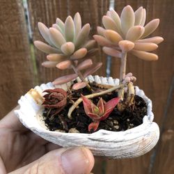 Miniature succulent garden in a seashell