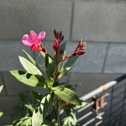 Laurel Rosa Olorosa Su Flor