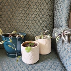 3 Real Plants With Ceramic Pot