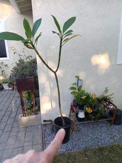 Plumeria tree in the pot