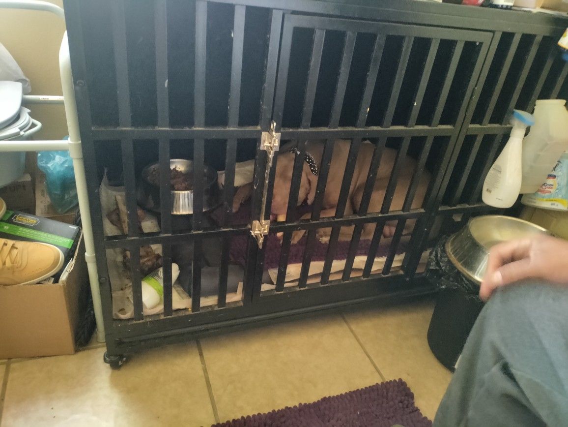 Dog Cage For Sale (DOG NOT 4 SALE)