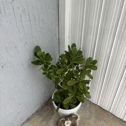 Beautiful Plant For Your House With Pot