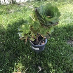 Succulent 