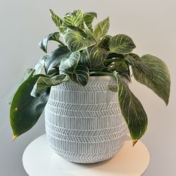 Modern Planter with beautiful Philodendron Birkin plant