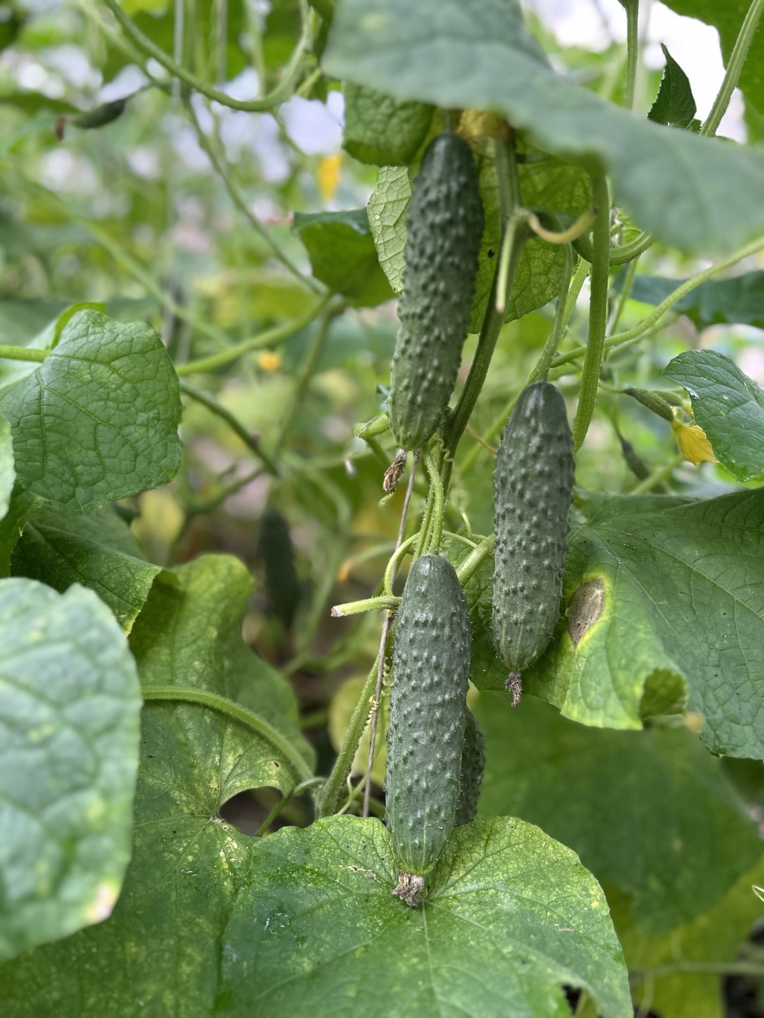 Cucumber
