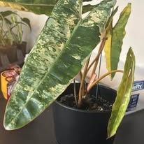 Variegated Philodendront Billietiae House Plant   (Philodendron billietiae variegata) — 8" Collector