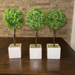 Decor Tree Plants 