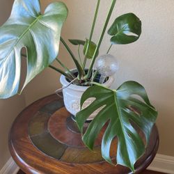 Monstera Deliciosa Plant