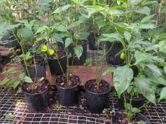 chiles