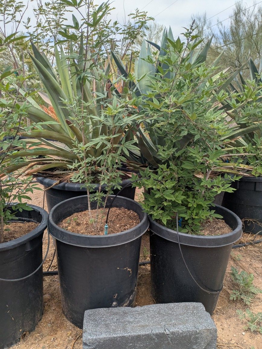 Chase Trees 15 Gallon