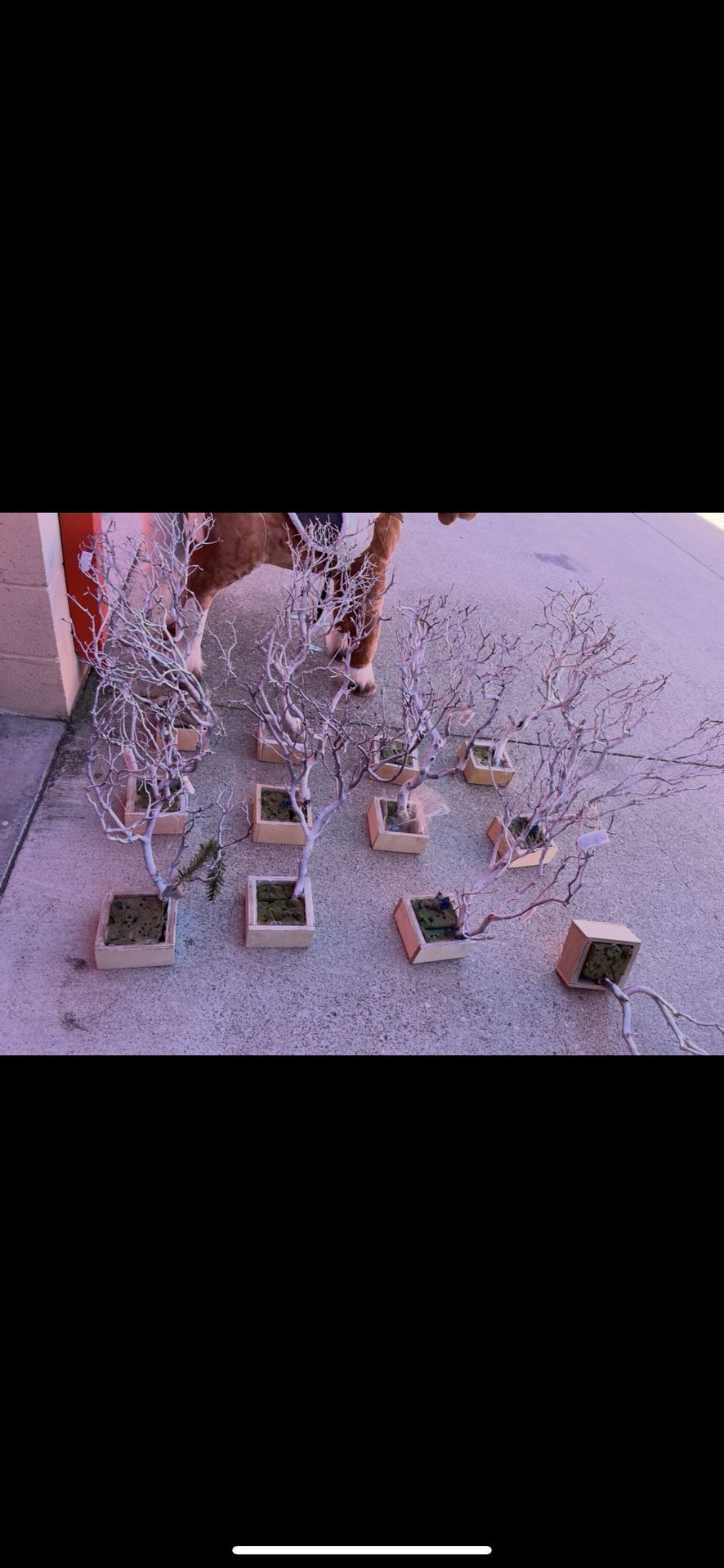 Arbilitos Para Centros De Mesa