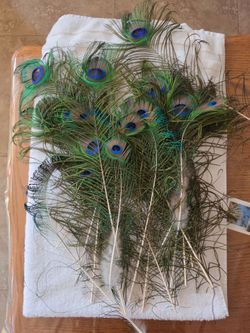 Natural Peacock Feathers Bundle