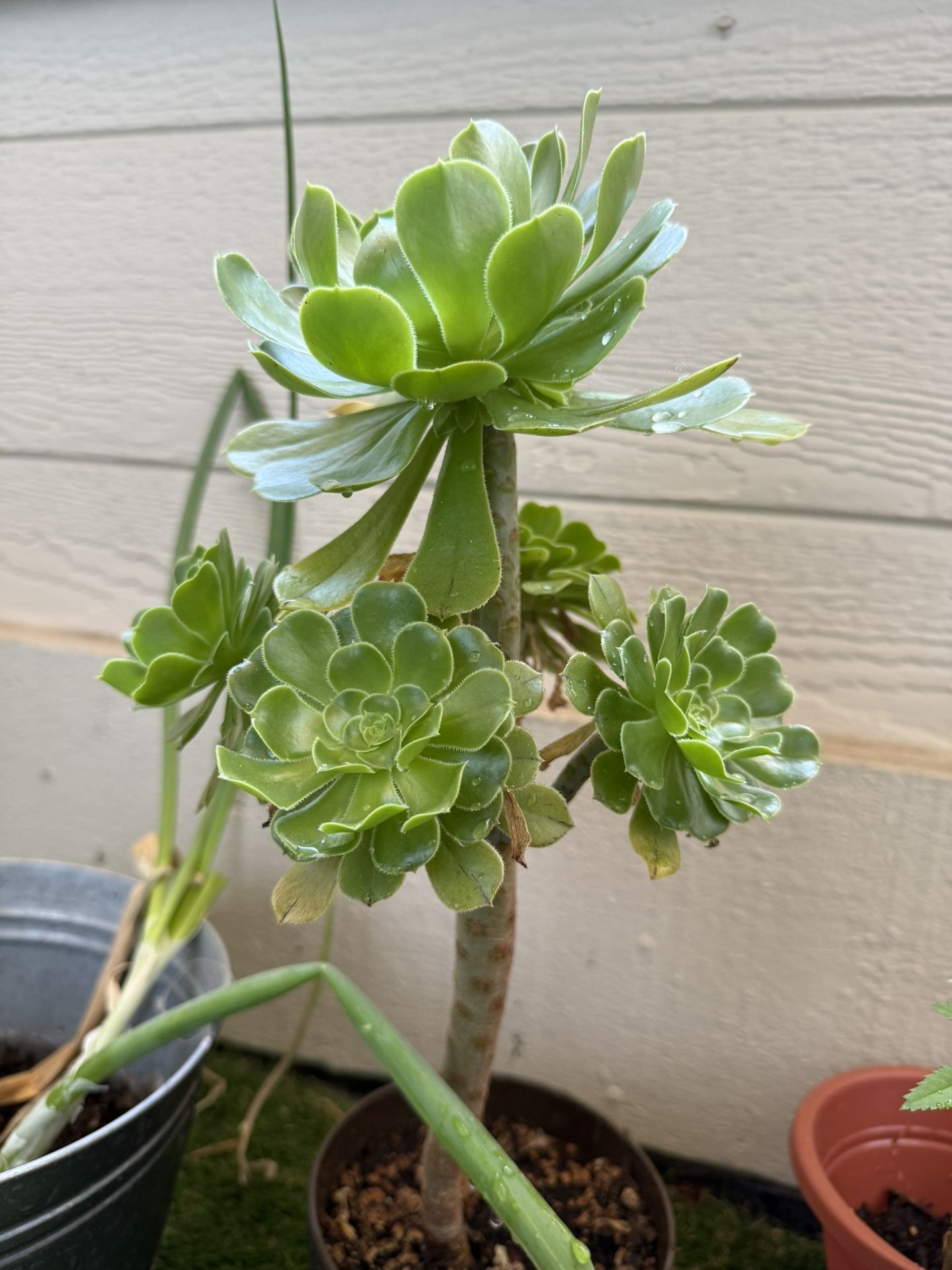 Succulent