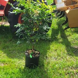 Red Hybrid Jaboticaba 