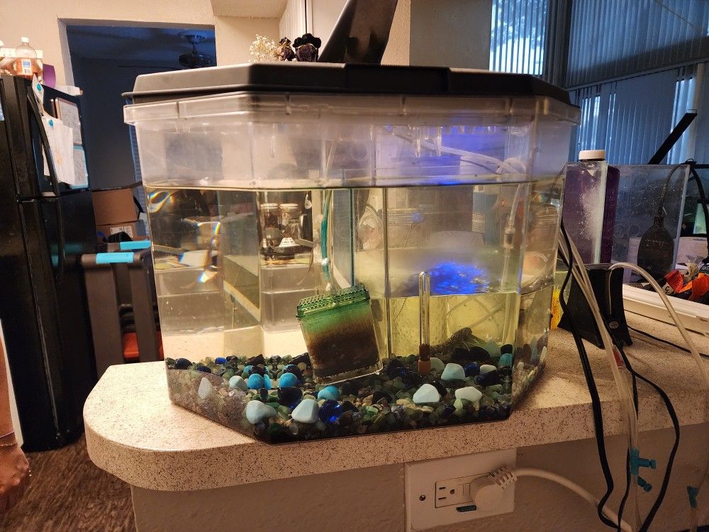 6 Gallon Hex Aquarium