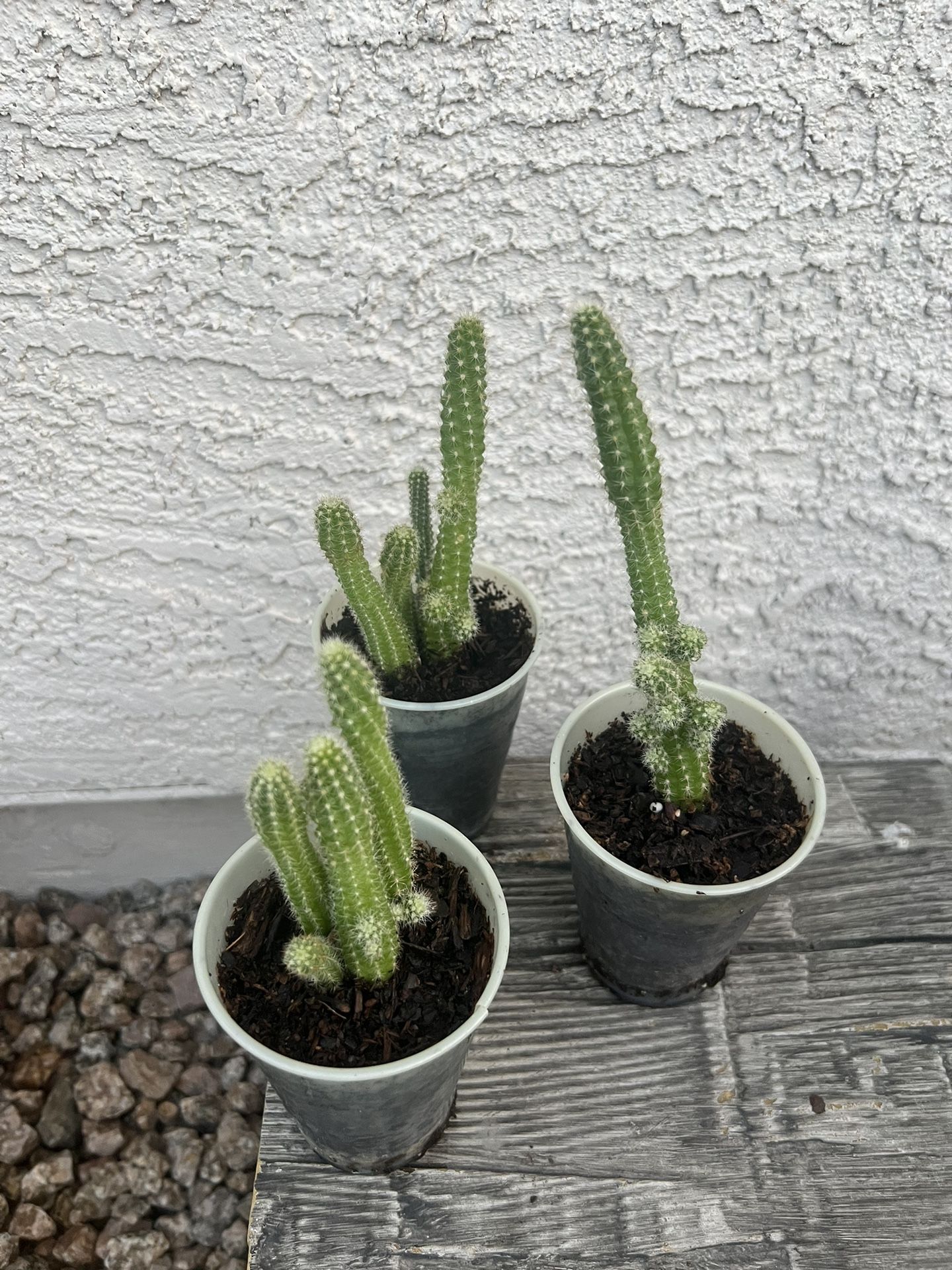 Succulent Cactus Plant