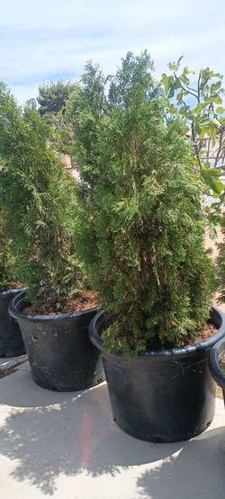 Pines plant.