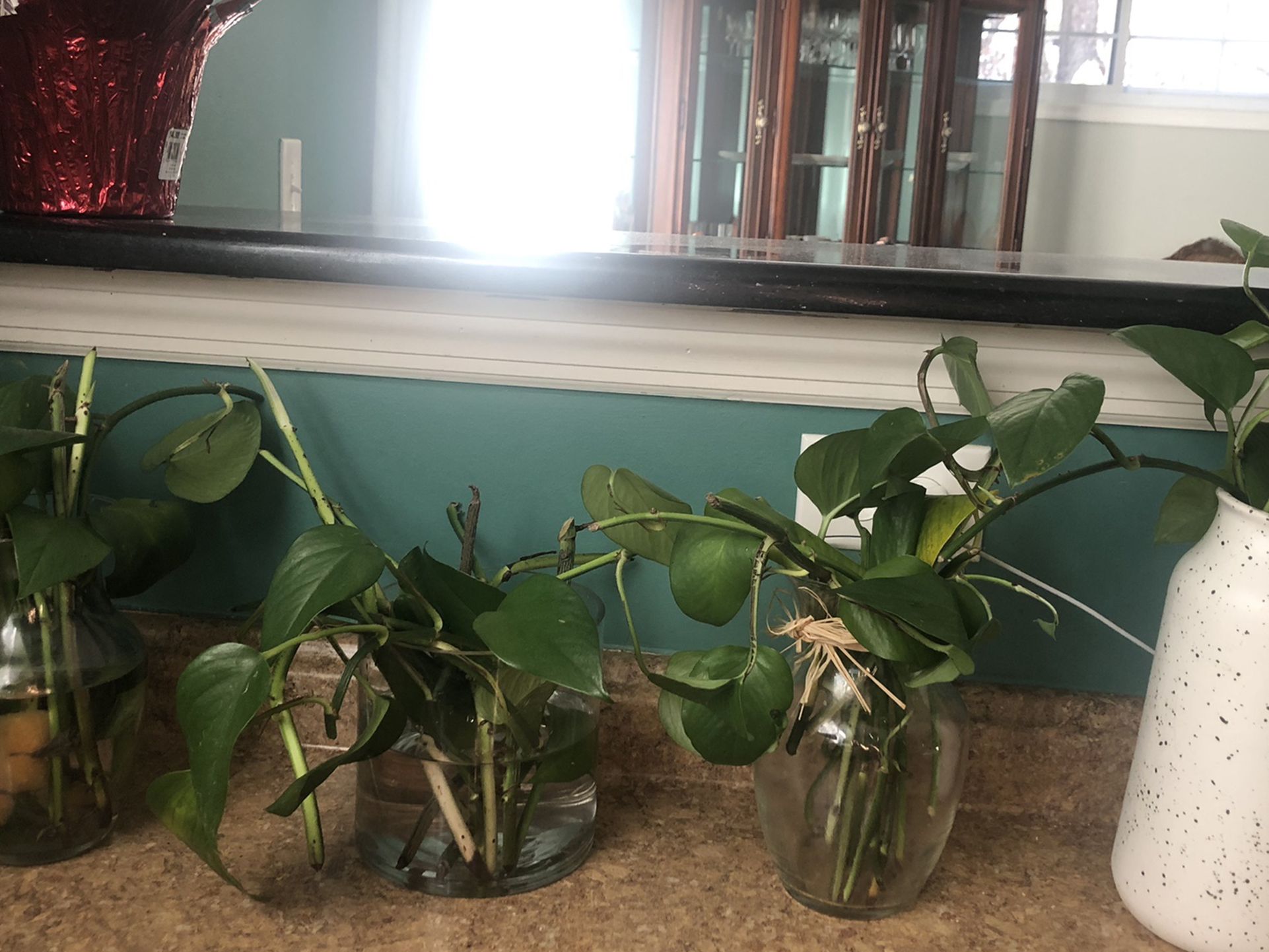 Selling These Beautifus Pothos Vines Ready To Plan. Vases Are Included Except The White One!