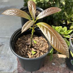 Avocado 🥑 plant 🪴
