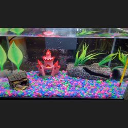 New Fish Tank With EVERYTHING  3 Gallons 