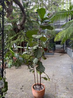 Fiddle leaf fig tree 7.5’ tall!