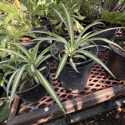 Plantas