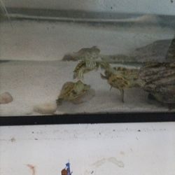 Turtle Tank Setup With Turtle