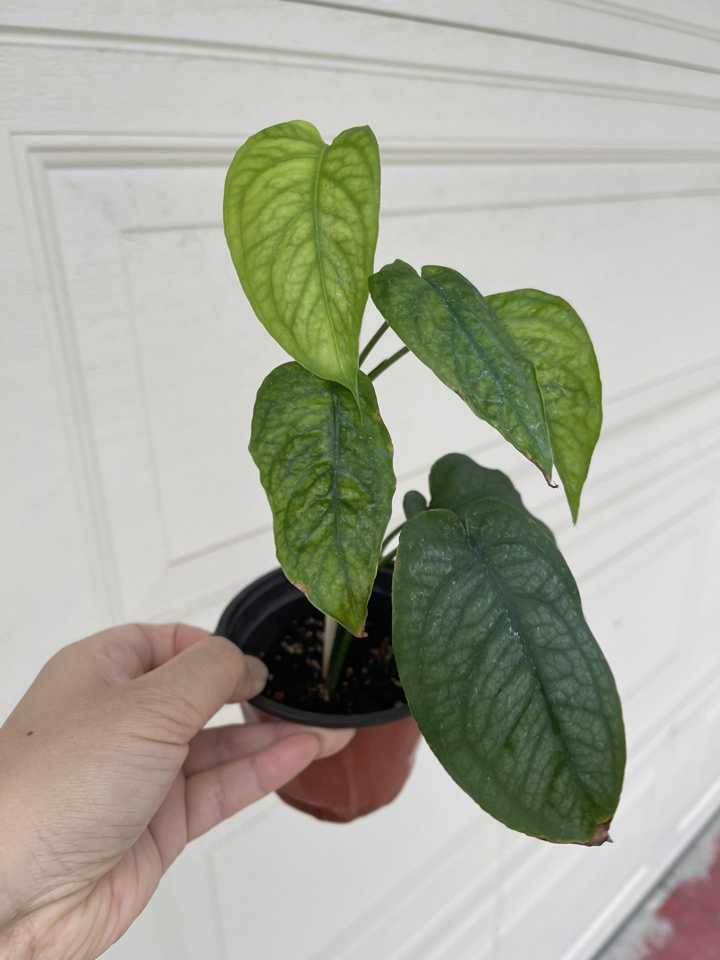 Monstera Siltipecana Plant