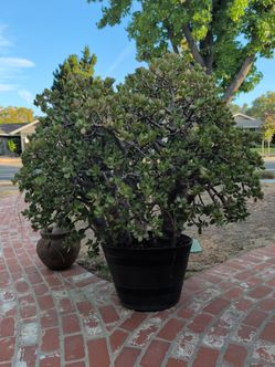 5ft tall giant jade
