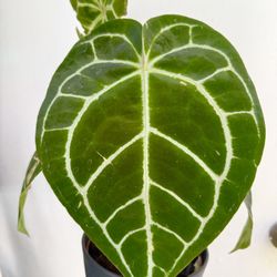 Plants (6”pot🌿Anthurium $15 each)