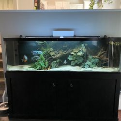 Fish Tank 